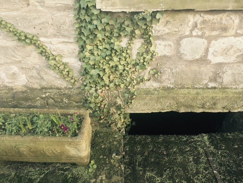 Sycamore House stone wall trough ivy 1200